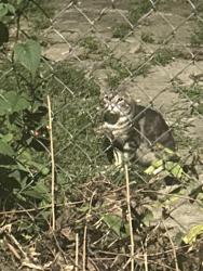 Found/Stray Unknown Cat last seen Fullerton/Armitage & Kimball, Chicago, IL 60647