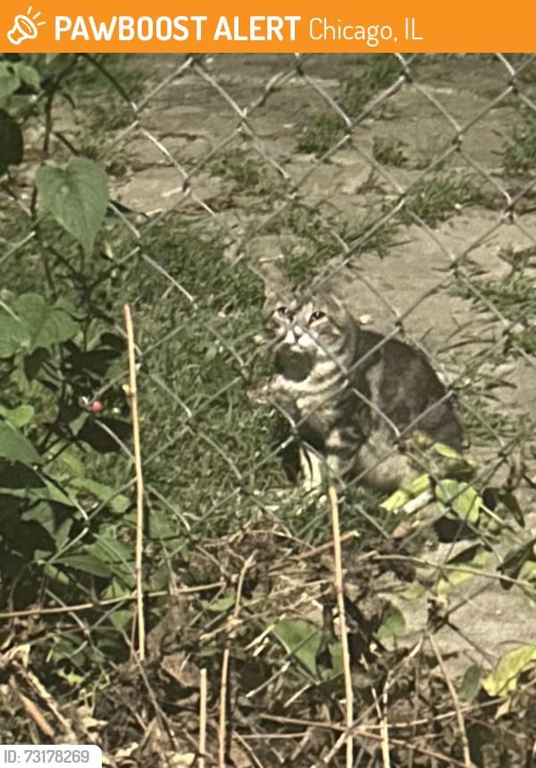 Found/Stray Unknown Cat last seen Fullerton/Armitage & Kimball, Chicago, IL 60647