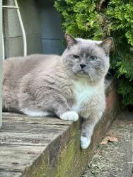 Lost Male Cat last seen Southwest blvd- hoover rd - highland park neighborhood, Grove City, OH 43123