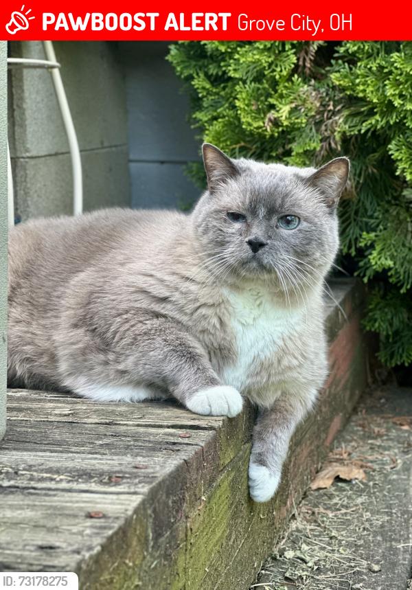 Lost Male Cat last seen Southwest blvd- hoover rd - highland park neighborhood, Grove City, OH 43123