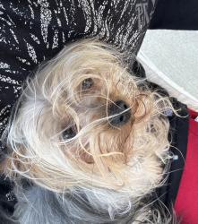 Reunited Female Dog last seen Near N M L K Jr Blvd, Grand Prairie, TX 75050