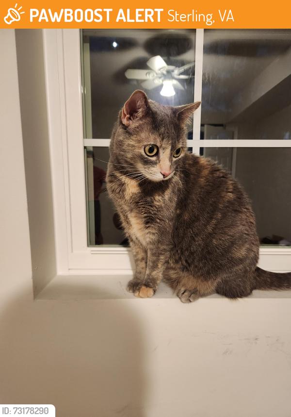 Found/Stray Female Cat last seen Ashcroft Terrace, Sterling, Sterling, VA 20165
