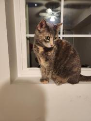 Found/Stray Female Cat last seen Ashcroft Terrace, Sterling, Sterling, VA 20165
