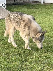 Reunited Male Dog last seen Grand and Tiffany, Port St. Lucie, FL 34952