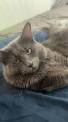 Lost Male Cat last seen beddoes st, Holland Park, QLD 