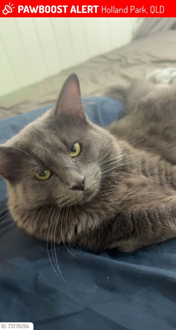 Lost Male Cat last seen beddoes st, Holland Park, QLD 