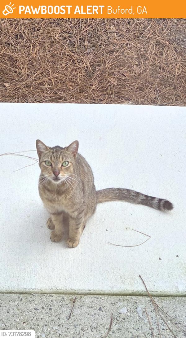 Found/Stray Male Cat last seen Kroger by Ridge Rd, Buford, GA 30515
