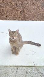 Found/Stray Male Cat last seen Kroger by Ridge Rd, Buford, GA 30515