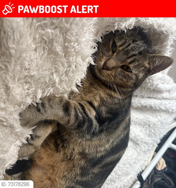 Lost Female Cat last seen Ashcroft Road, Cirencester, Gloucestershire, England GL7 1RA
