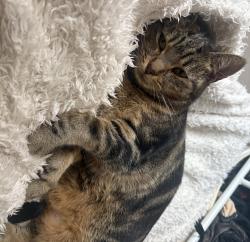 Lost Female Cat last seen Ashcroft Road, Cirencester, Gloucestershire, England GL7 1RA