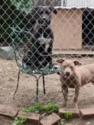 Lost Female Dog last seen Gonzaga, Spokane, WA 99202