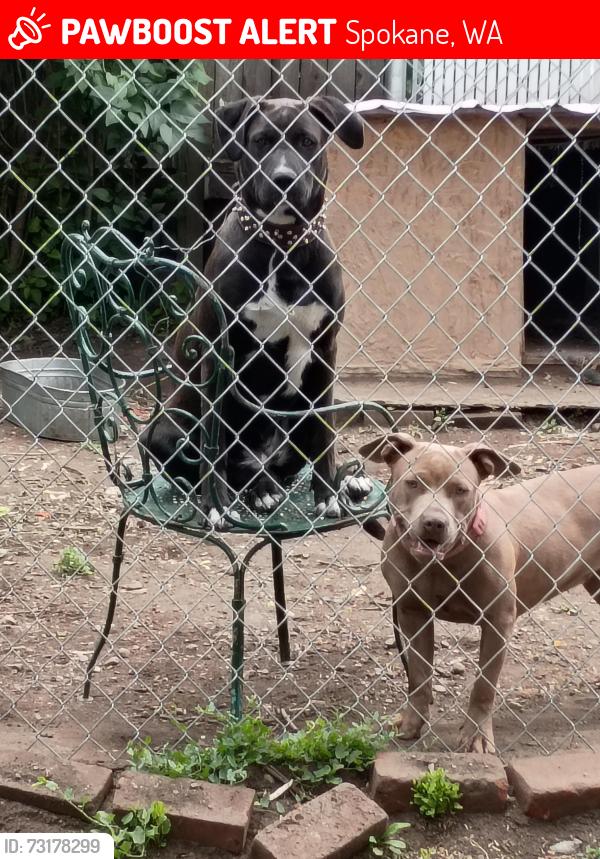 Lost Female Dog last seen Gonzaga, Spokane, WA 99202