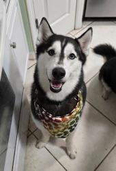 Reunited Male Dog last seen Orange Ave & Adams, St. Cloud, FL 34769