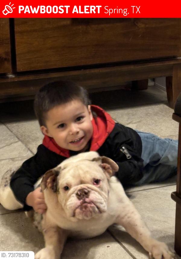 Lost Male Dog last seen Cypresswood Green, Spring, TX 77373