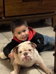 Lost Male Dog last seen Cypresswood Green, Spring, TX 77373