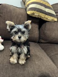 Lost Female Dog last seen Around apmt, Asheville, NC 28806