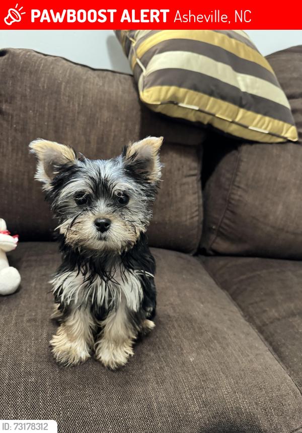 Lost Female Dog last seen Around apmt, Asheville, NC 28806