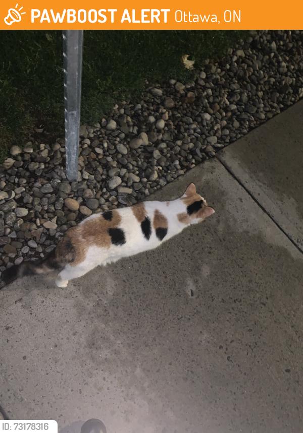 Found/Stray Female Cat last seen Somereset bank, Ottawa, ON 