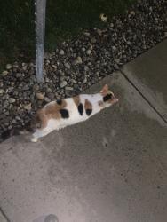Found/Stray Female Cat last seen Somereset bank, Ottawa, ON 