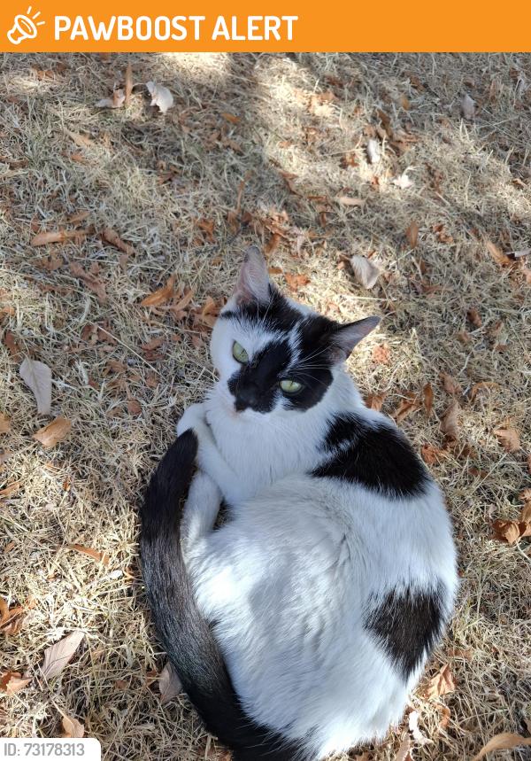Found/Stray Unknown Cat last seen Ryefield by Dovecotes primary school, West Midlands, England 