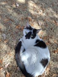 Found/Stray Unknown Cat last seen Ryefield by Dovecotes primary school, West Midlands, England 