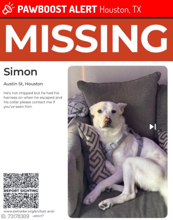 Lost Male Dog last seen Austin & Mcgowan st, Houston, TX 77002