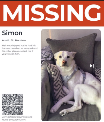 Lost Male Dog last seen Austin & Mcgowan st, Houston, TX 77002