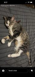 Reunited Female Cat last seen n echohawk way and floating feather rd, Eagle, ID 83616