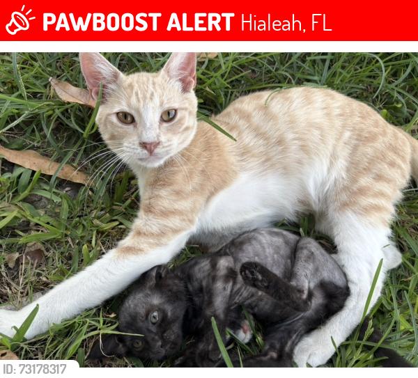 Lost Male Cat last seen Near ave, Hialeah, FL 33012