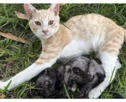 Lost Male Cat last seen Near ave, Hialeah, FL 33012