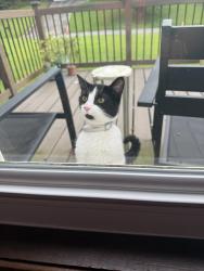 Found/Stray Female Cat last seen Bell’s ferry rd, Acworth, GA 30102