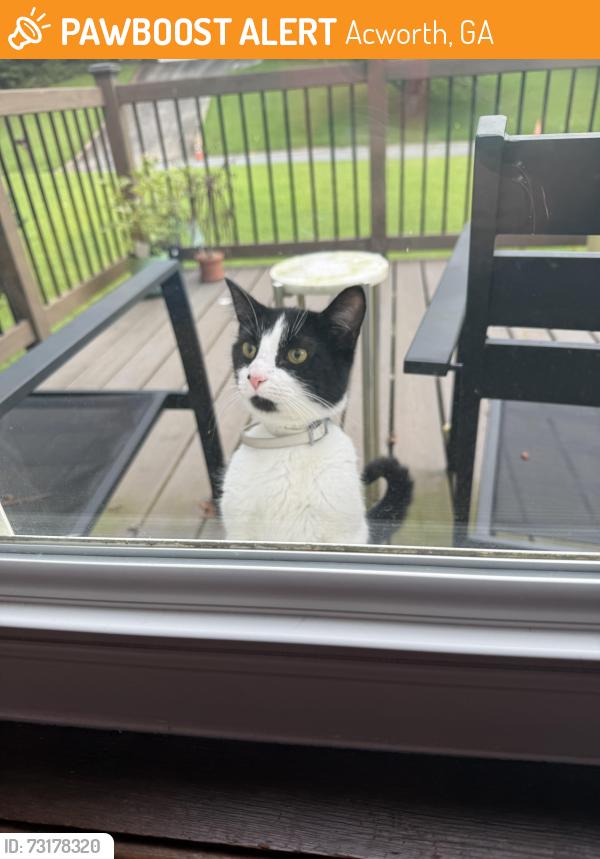 Found/Stray Female Cat last seen Bell’s ferry rd, Acworth, GA 30102