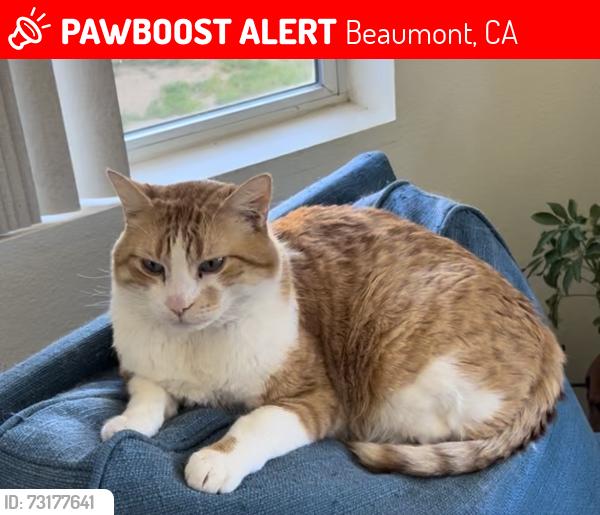 Lost Male Cat last seen Three Rings Ranch, Beaumont, Ca, Beaumont, CA 92223