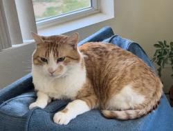 Lost Male Cat last seen Three Rings Ranch, Beaumont, Ca, Beaumont, CA 92223