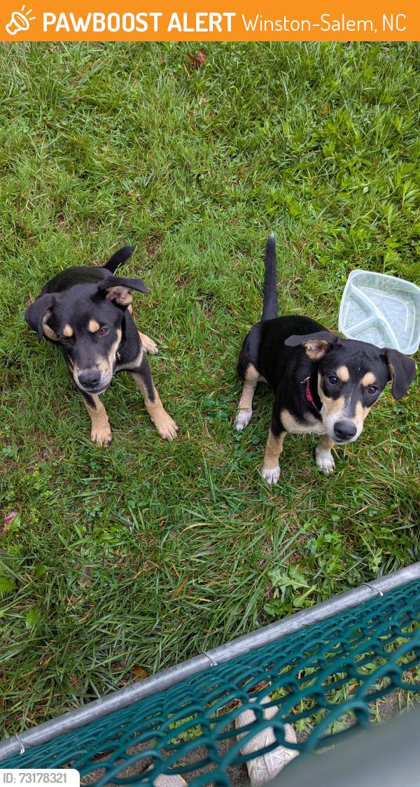 Found/Stray Unknown Dog last seen Davie Ave, Winston-Salem, Winston-Salem, NC 27127