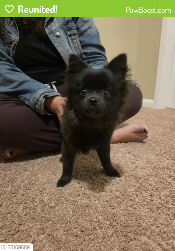 Reunited Female Dog last seen Jefferson and Sheppard, Winnipeg, MB R2P 0K2