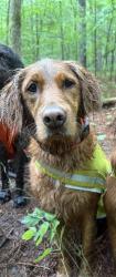 Lost Male Dog last seen Hwy 15 and Winston road near Bulloch United Methodist Church, Creedmoor, NC 27522