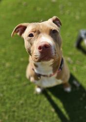Shelter Stray Female Dog last seen Near E 27th St, 21218, MD, 2490 Giles Rd, Baltimore, MD 21225, USA