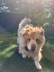 Shelter Stray Male Dog last seen Near McCulloh, 21217, MD, 2490 Giles Rd, Baltimore, MD 21225, USA