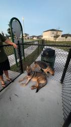 Found/Stray Female Dog last seen Lawson Dunes Community in Haines City, Haines City, FL 33844