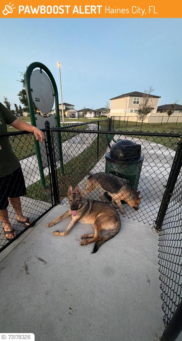 Found/Stray Female Dog last seen Lawson Dunes Community in Haines City, Haines City, FL 33844