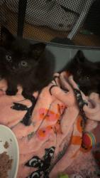 Lost Male Cat last seen Iris and Wiloray, Shelby Township, MI 48317