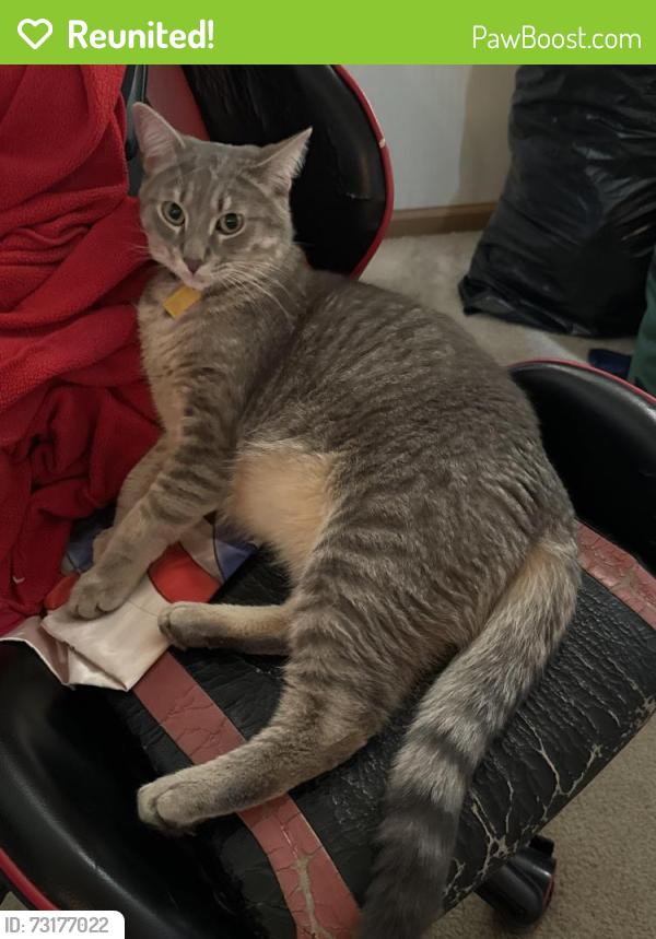 Reunited Male Cat last seen Caton farm and drauden rd near fire station and bank by dialysis center, Plainfield, IL 60586