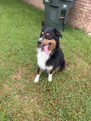Reunited Unknown Dog last seen Near Sheffield Rd, Jacksonville, NC 28546, USA, Jacksonville, NC 28546