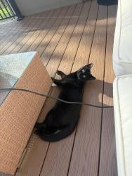 Lost Male Cat last seen Near highway, Greenwood, MO 64034