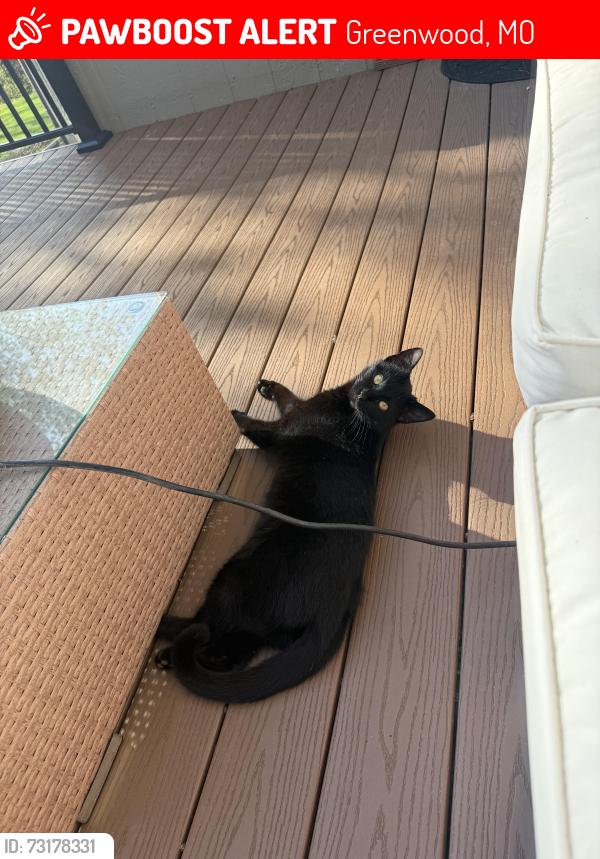 Lost Male Cat last seen Near highway, Greenwood, MO 64034