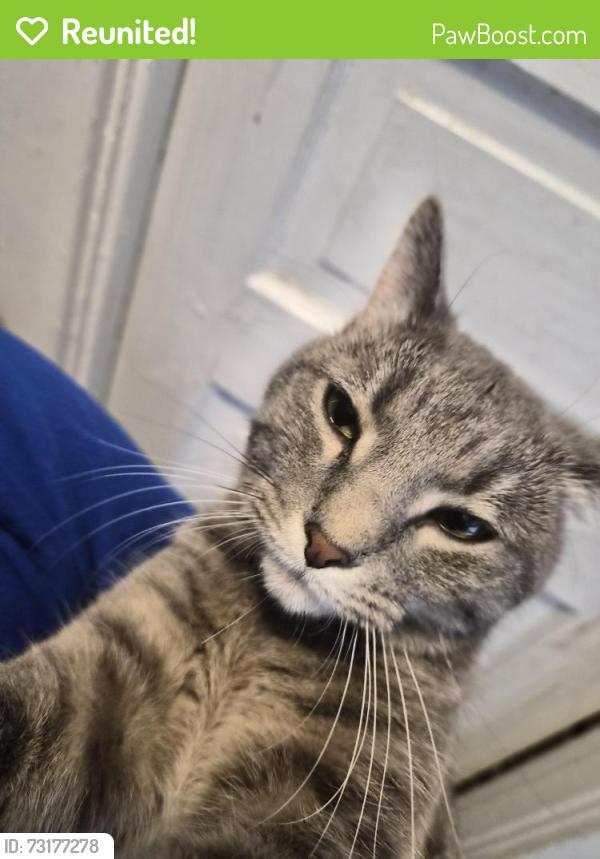 Reunited Female Cat last seen Near s 10th Ave maywood illinois, Maywood, IL 60153