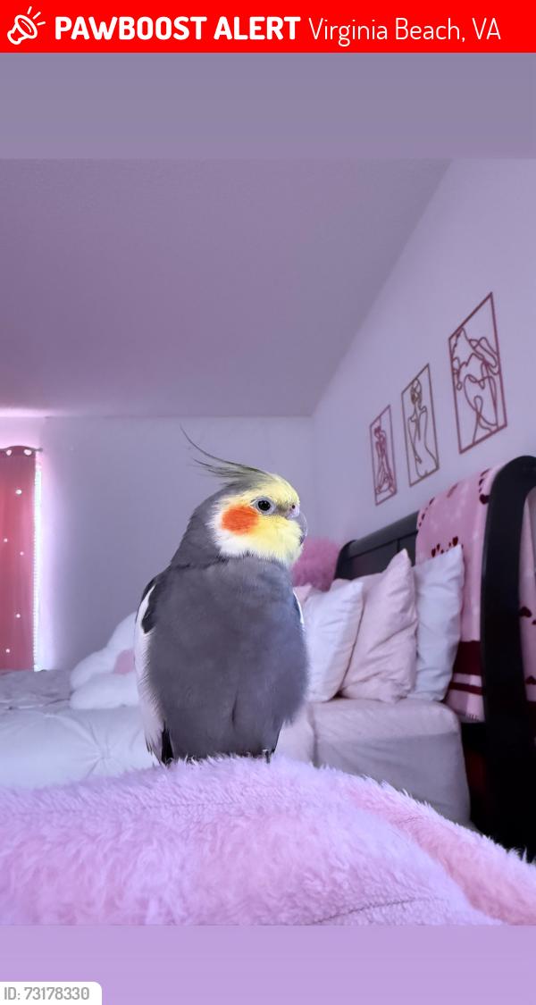 Lost Male Bird last seen South lynnhaven flying towards lynnhaven, Virginia Beach, VA 23452