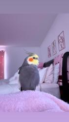 Lost Male Bird last seen South lynnhaven flying towards lynnhaven, Virginia Beach, VA 23452