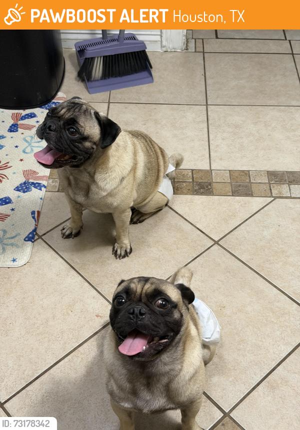 Found/Stray Male Dog last seen Bintliff, Houston, TX 77074